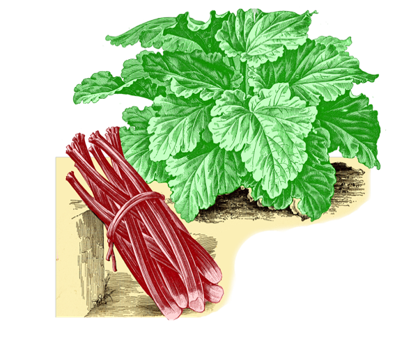 Rhubarb Roots
